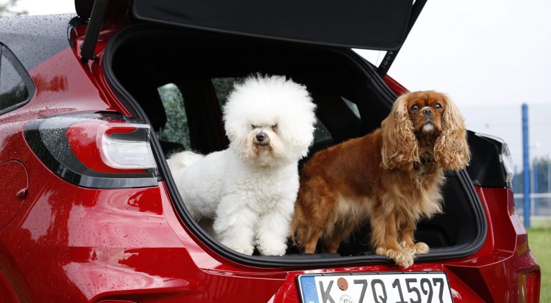 Ford kosmatince ob mednarodnem dnevu psov razvaja z mobilnim urejanjem