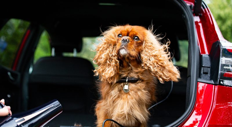 Ford kosmatince ob mednarodnem dnevu psov razvaja z mobilnim urejanjem